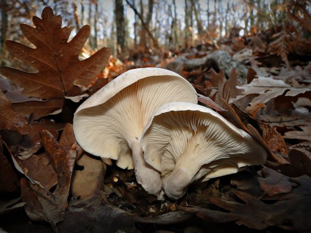 2Clitopilus prunulus